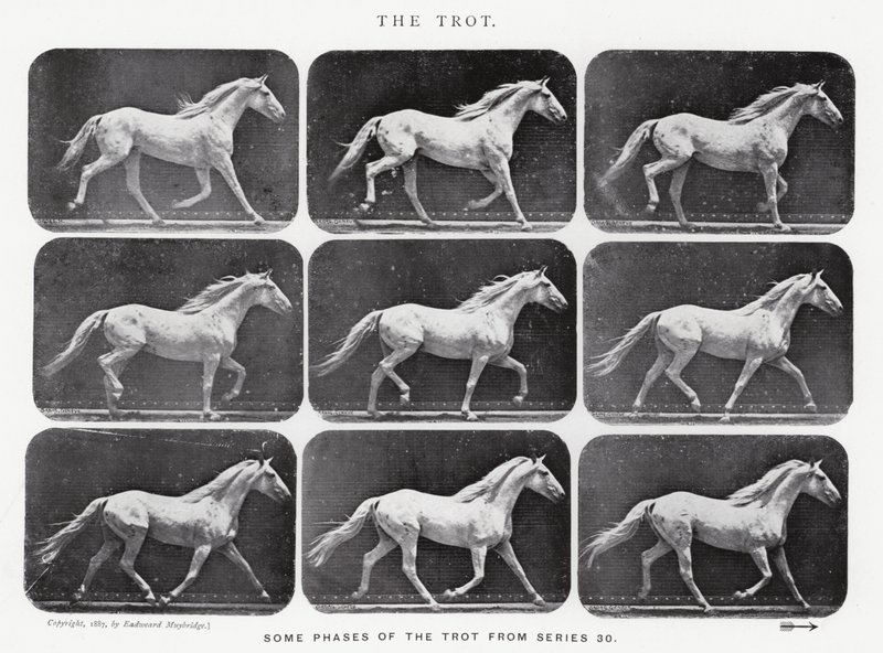 The Trot by Eadweard Muybridge