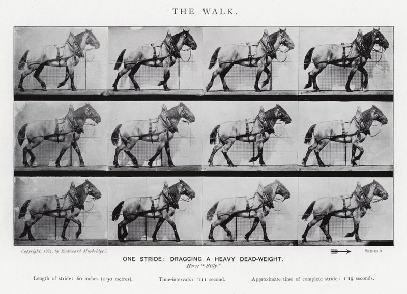 The Walk by Eadweard Muybridge
