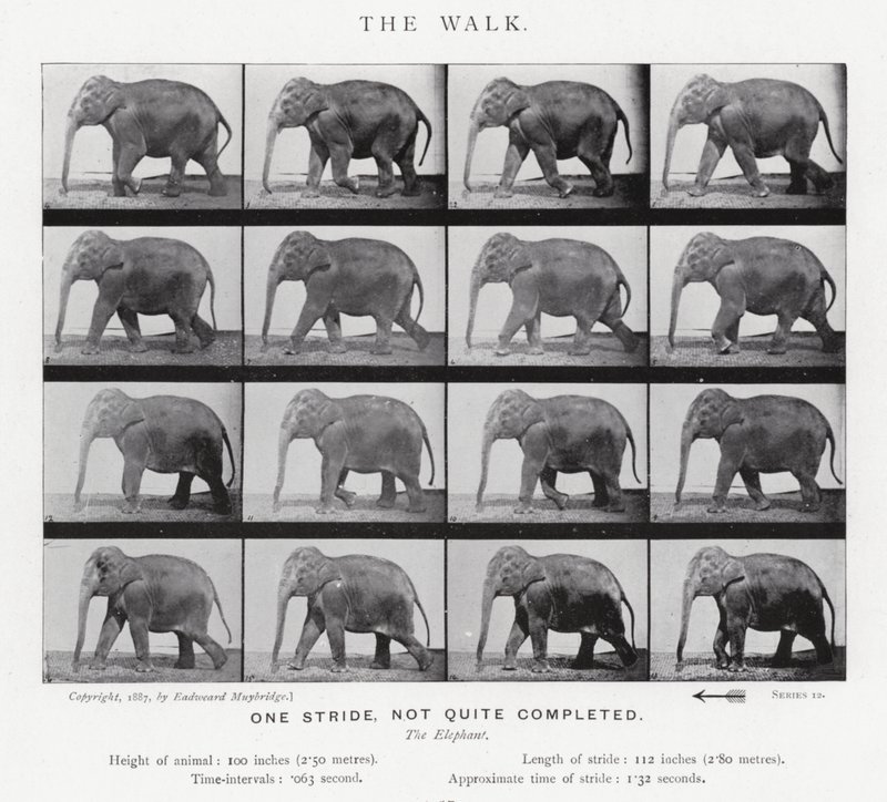 The Walk by Eadweard Muybridge