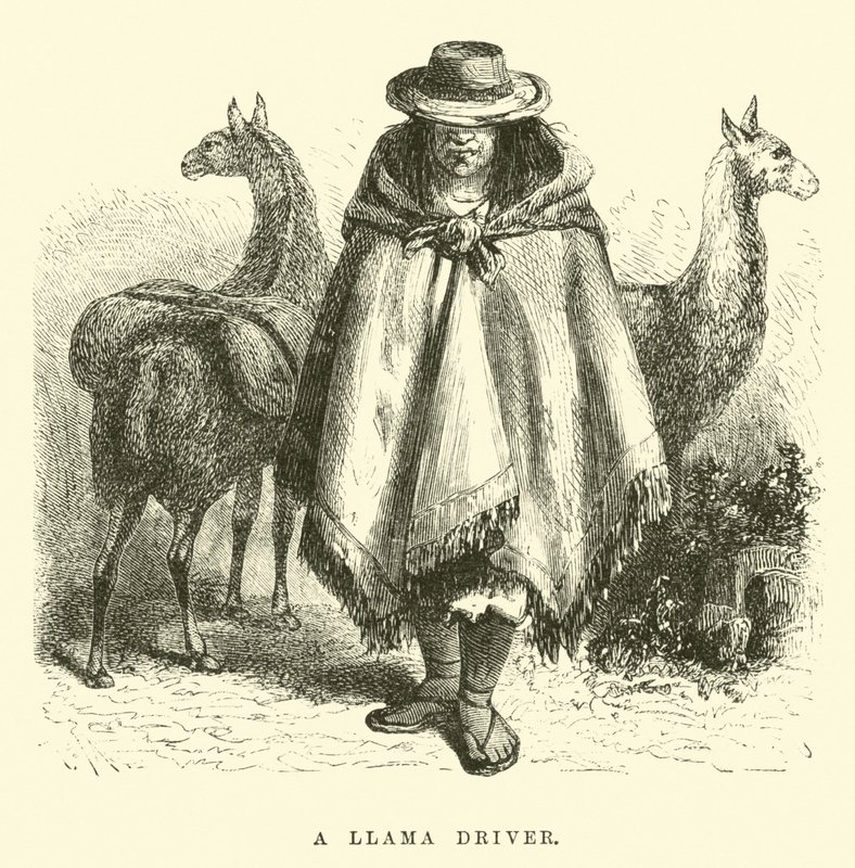 A Llama Driver by Edouard Riou