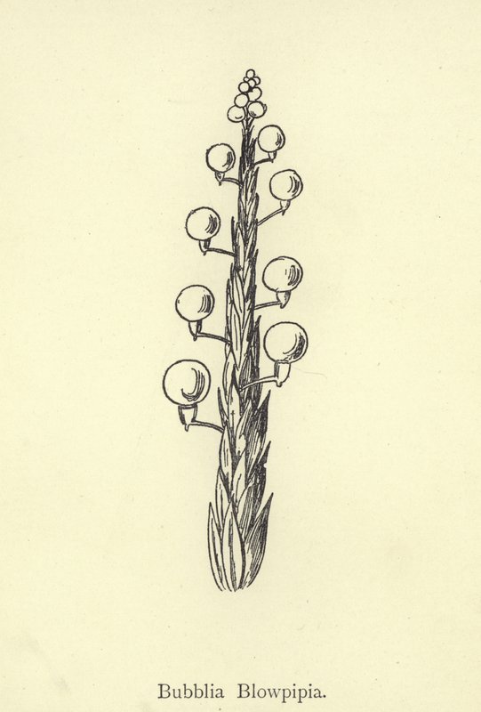 Bubblia Blowpipia by Edward Lear