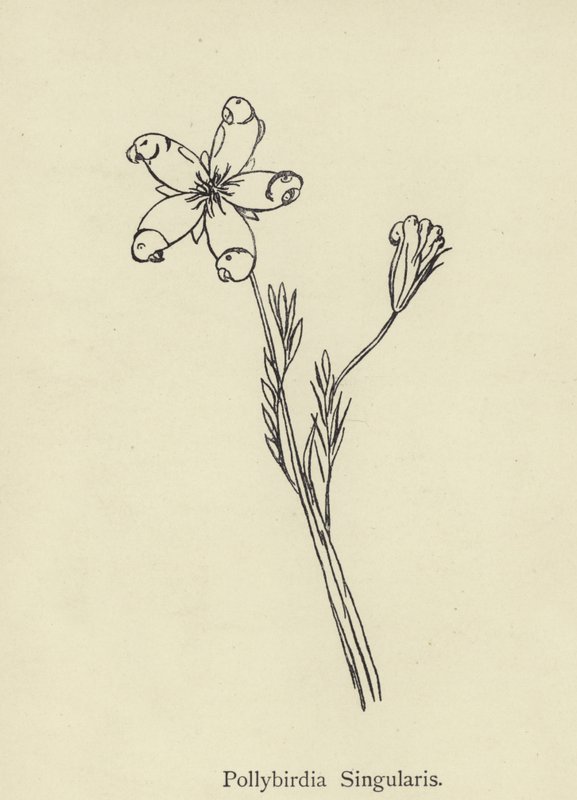 Pollybirdia Singularis by Edward Lear