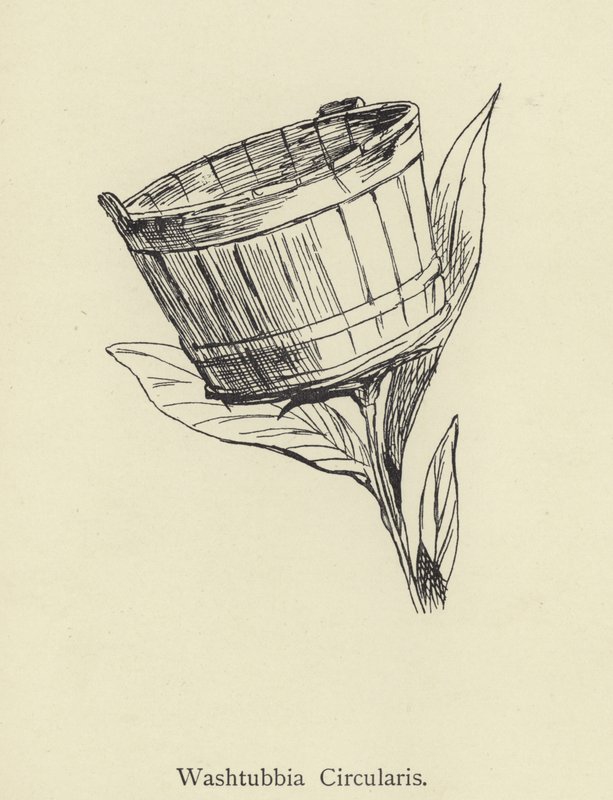 Washtubbia Circularis by Edward Lear