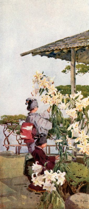 Lilium Auratum by Ella Du Cane