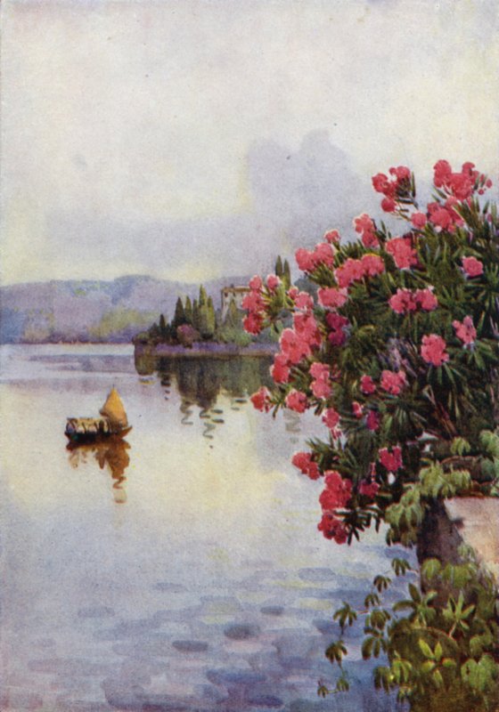 Oleanders by Ella Du Cane