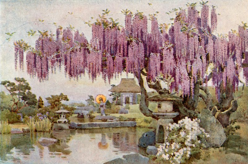 The Old Wistaria by Ella Du Cane