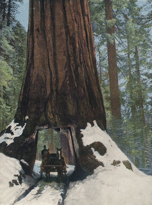 A Giant Tree by English Photographer