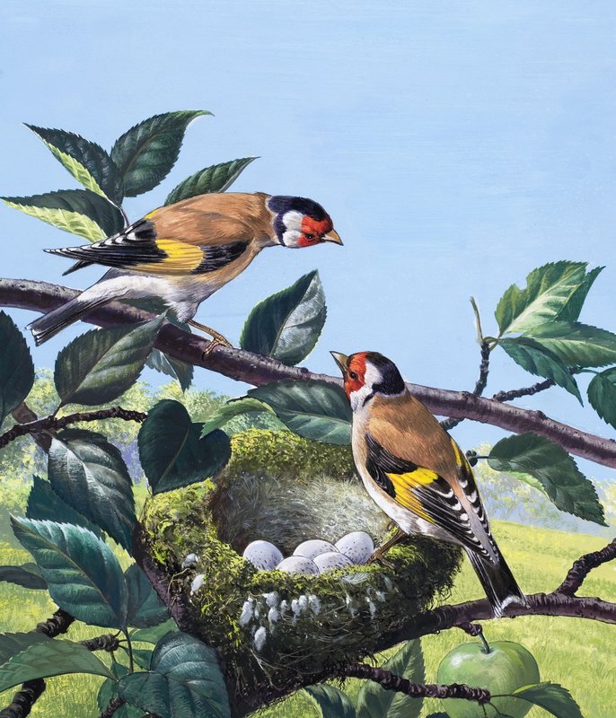 Goldfinches by English Photographer