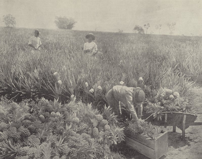 The Pineapple by English Photographer