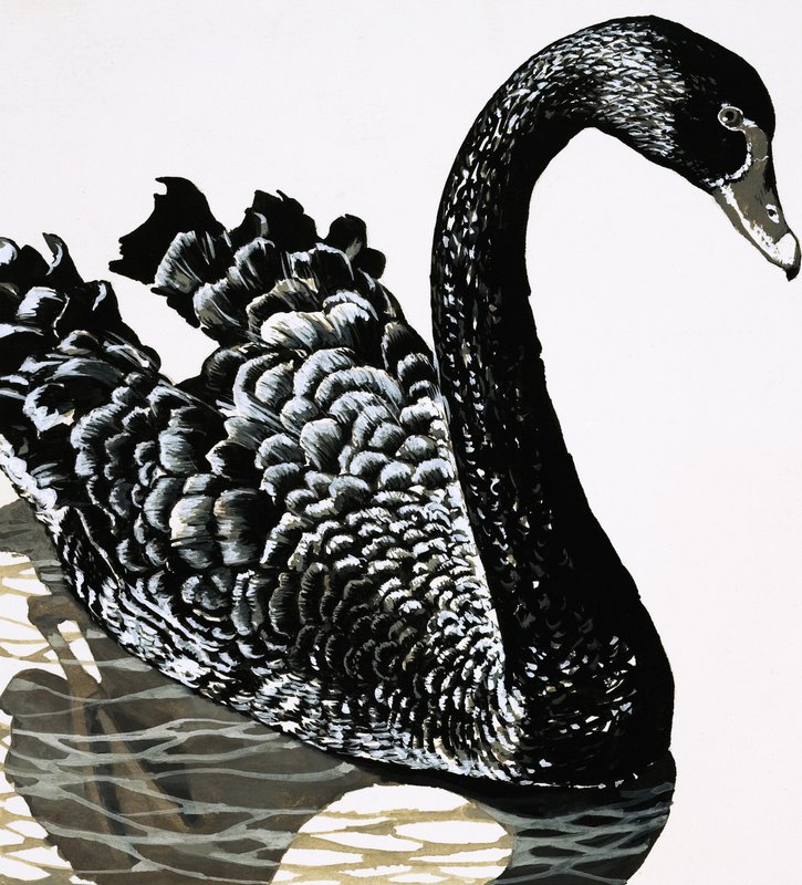 A Black Swan by English School