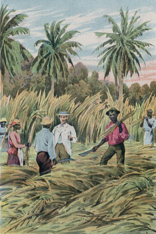A Sugar Plantation by English School