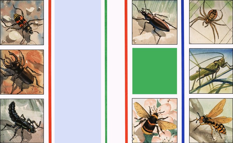 All Sorts of Insects by English School