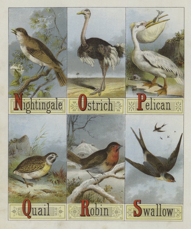 Alphabet of Birds by English School