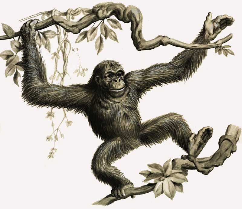 An Orangutan by English School