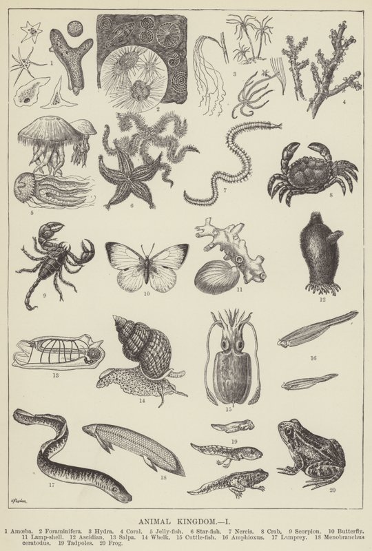 Animal kingdom by English School