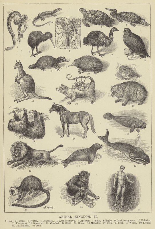 Animal kingdom by English School
