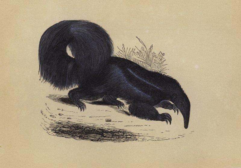 Ant-Eater by English School