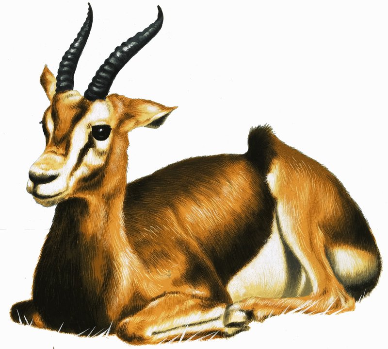 Antelope by English School