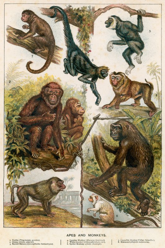 Apes and monkeys by English School