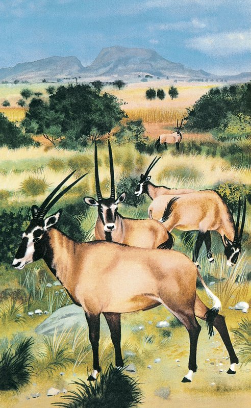 Arabian oryx by English School