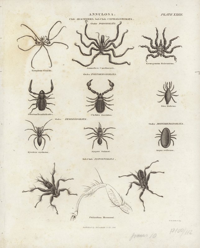 Arachnids by English School