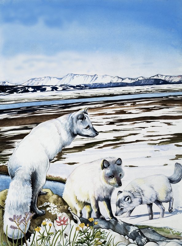Arctic Fox by English School