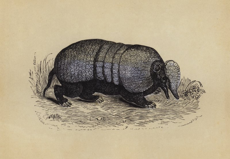 Armadillo by English School