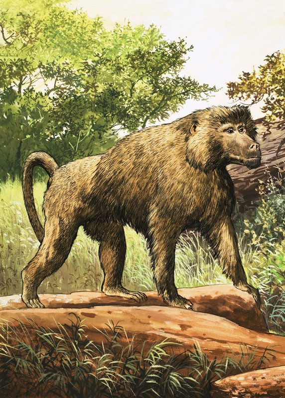 Baboon by English School