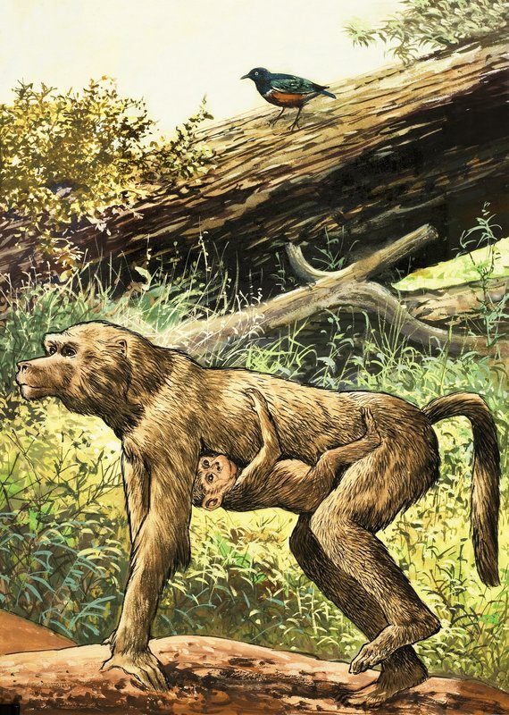 Baboon by English School