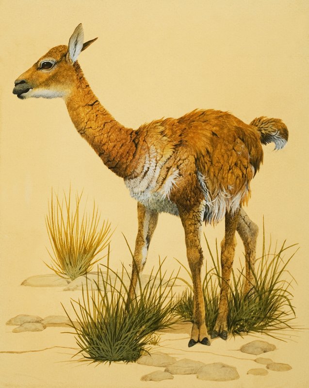Baby Llama by English School