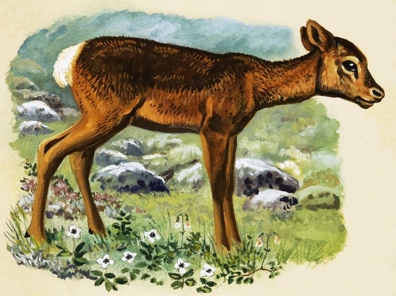 Baby Deer by English School