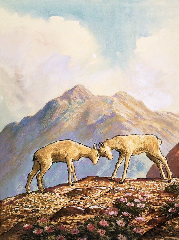 Barbary Sheep by English School