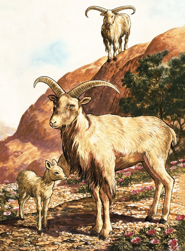 Barbary Sheep by English School