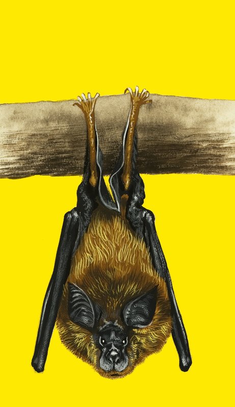 Bat by English School