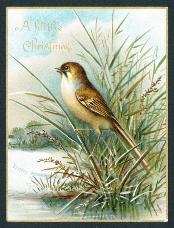 Bearded Tit by English School