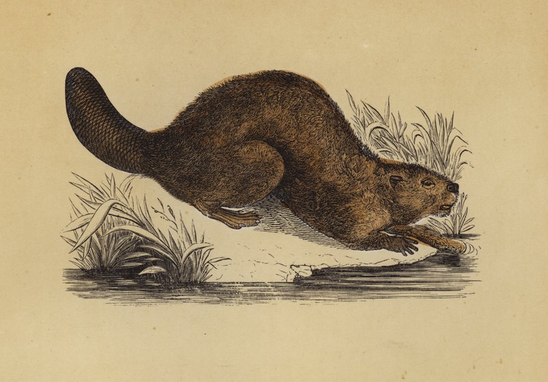 Beaver by English School
