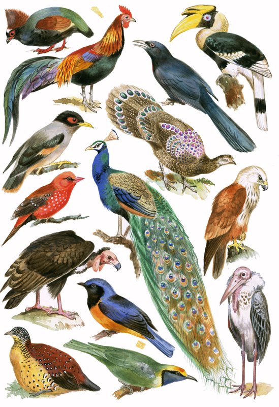 Birds by English School