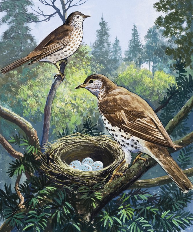 Birds and Nest by English School