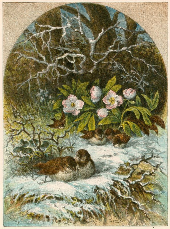 Birds in Winter by English School