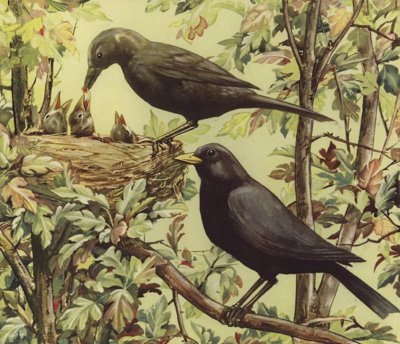 Bird