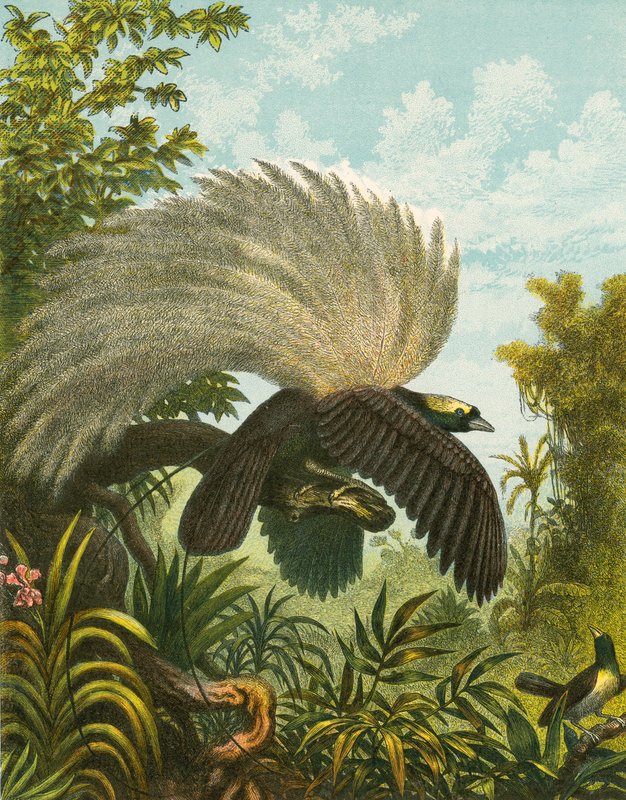 Birds of Paradise by English School