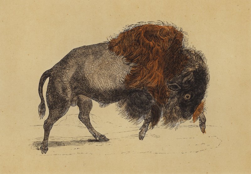 Bison by English School
