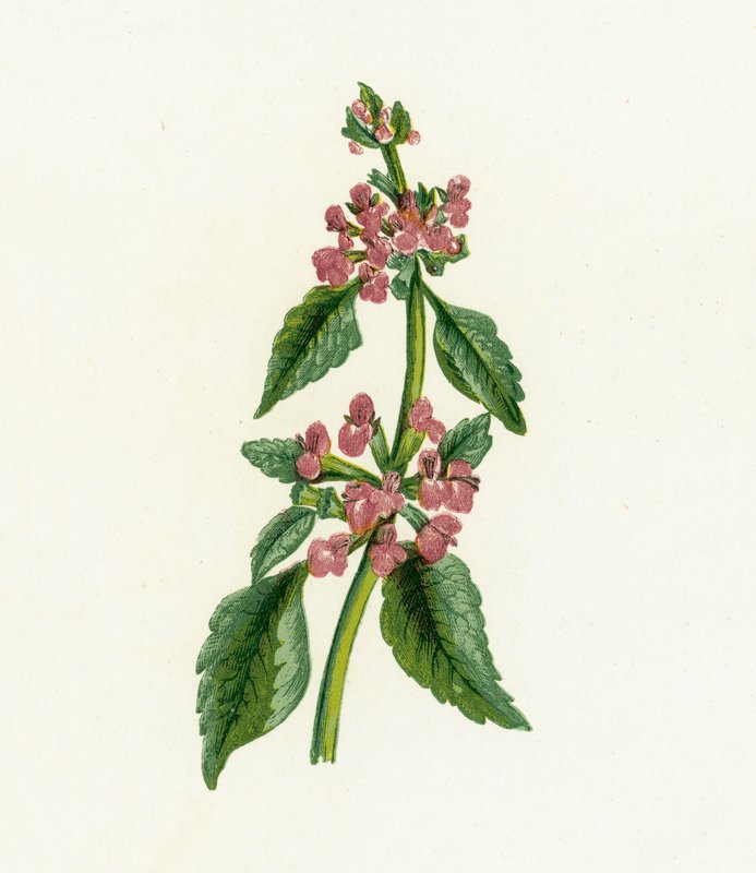 Black Horehound by English School