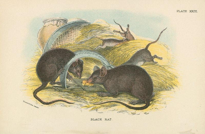 Black Rat by English School