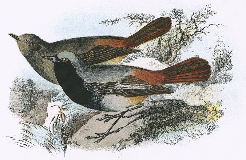 Black Redstart by English School