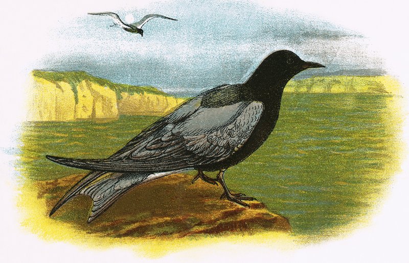 Black Tern by English School