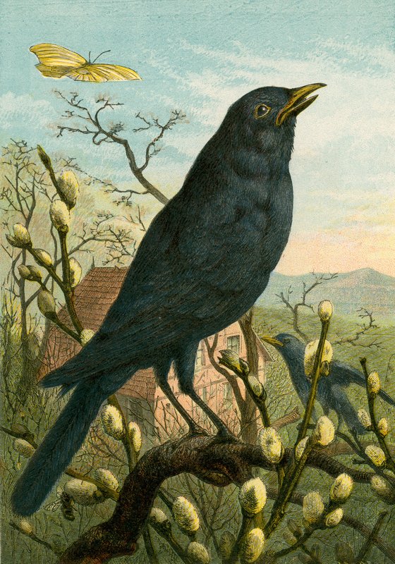 Black bird by English School