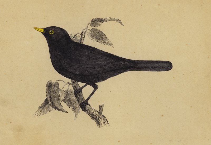 Blackbird by English School