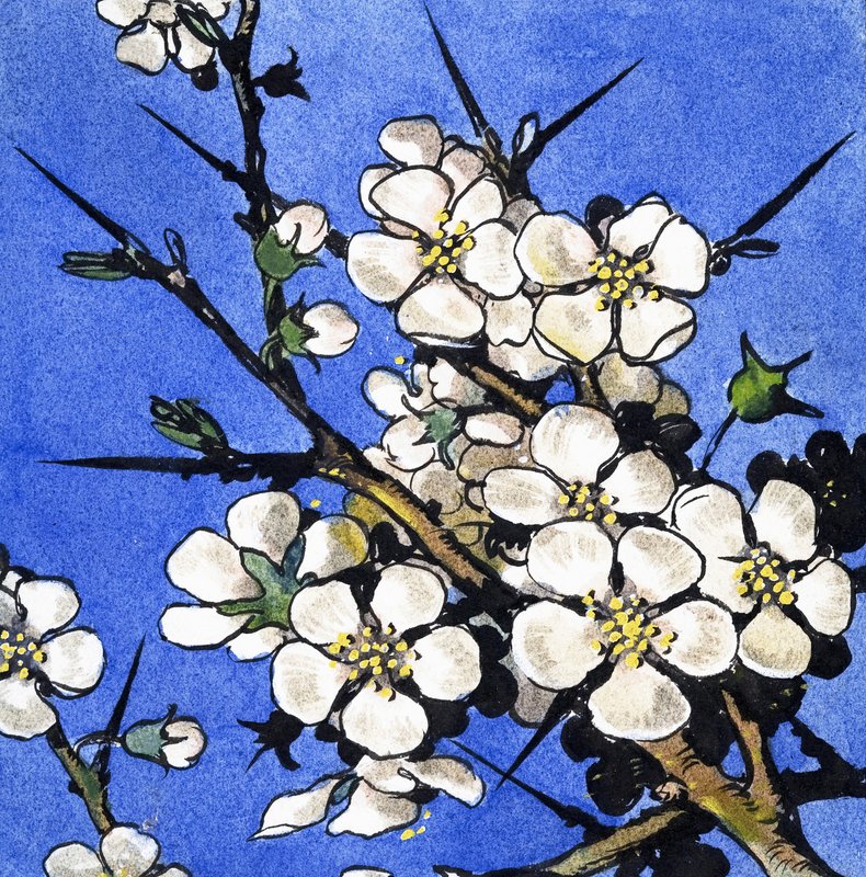 Blackthorn by English School