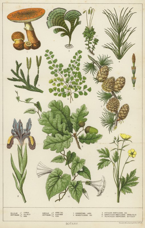 Botany by English School